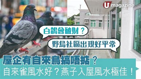 自來雀風水|誰家窗邊飛來雀？風水大師解密